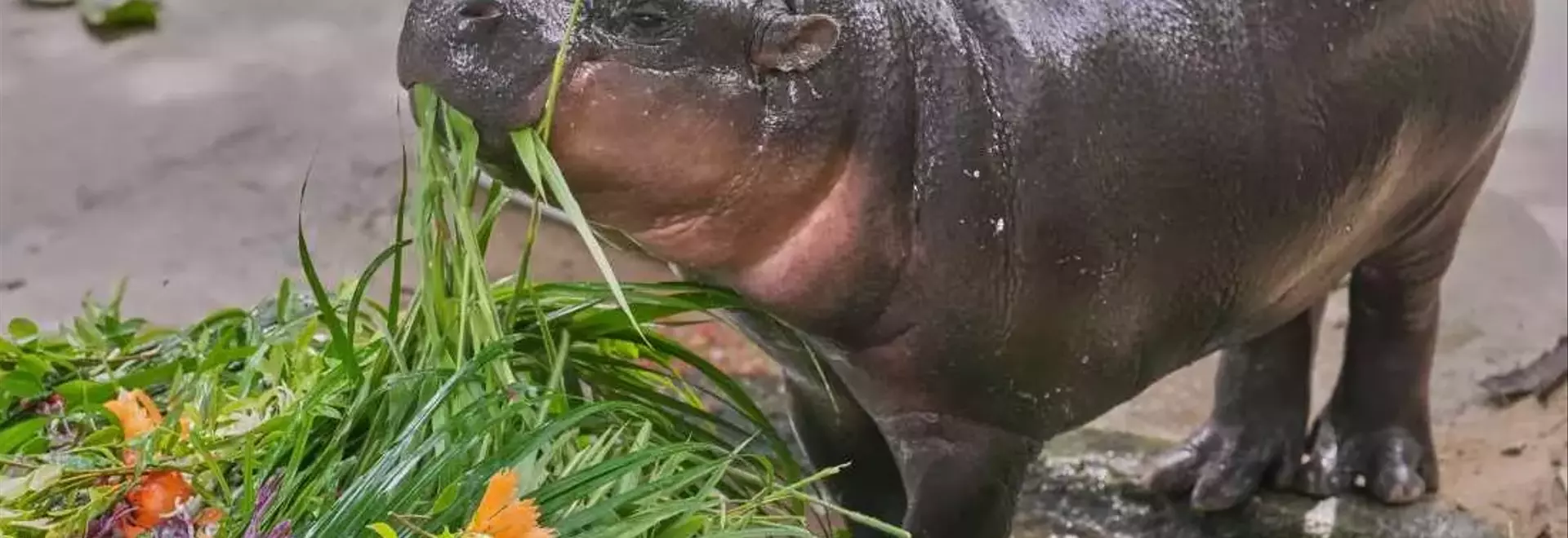Moo Deng, the Pygmy Hippo, Celebrates First Birthday with Global Fanfare