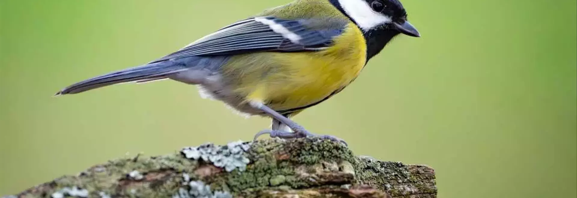 Avian Relationships: The 'Divorce' Phenomenon in Great Tits