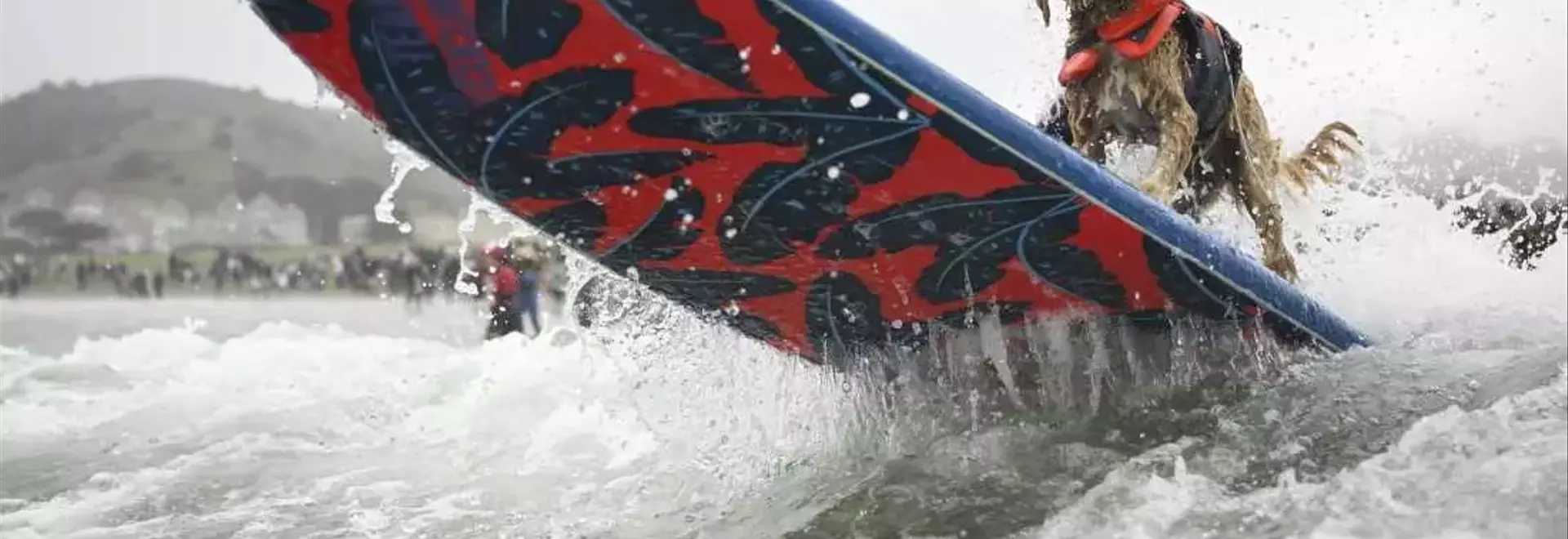 Canine Conquerors of the Waves: A Dive into the World Dog Surfing Championships
