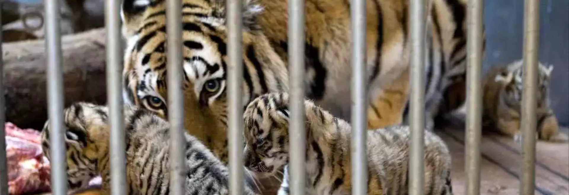 Danish Zoo's Unique Pet Donation Program for Predator Feeding Sparks Global Debate