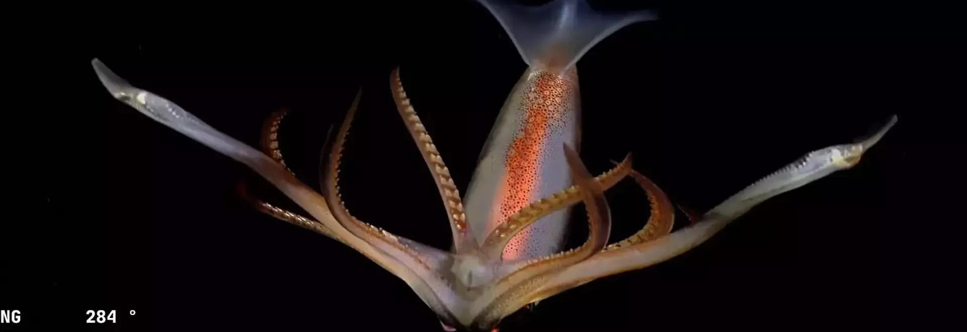 Deep-Sea Creatures Spark National Debate in Argentina
