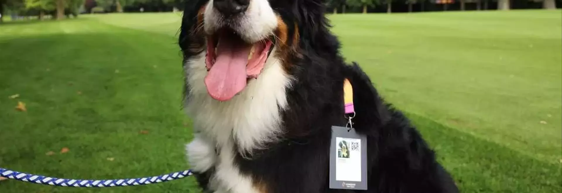 Unraveling the Enigma: The Linguistic Journey of 'Dog'