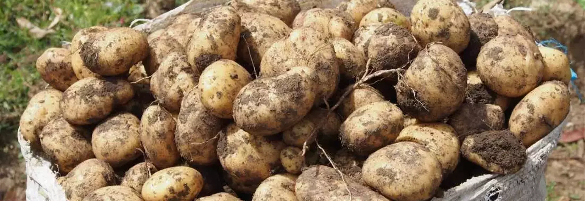 The Evolutionary Enigma of the Humble Potato Unraveled