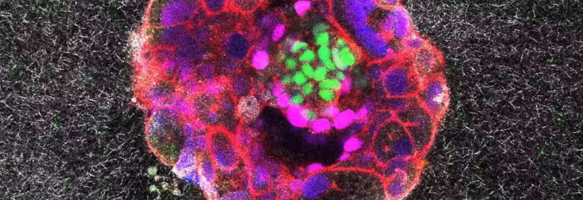 Unveiling Life's First Steps: Real-Time Embryo Implantation Captured