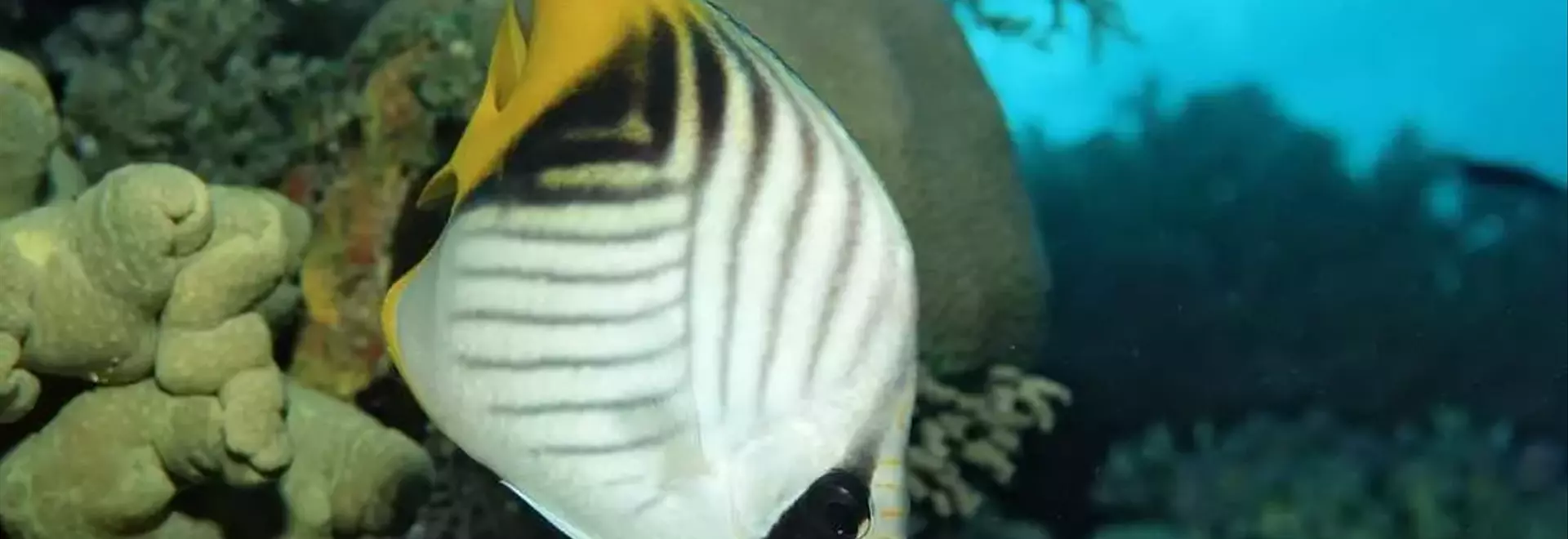Fishy Feelings: Uncovering Pleasure in Underwater Worlds