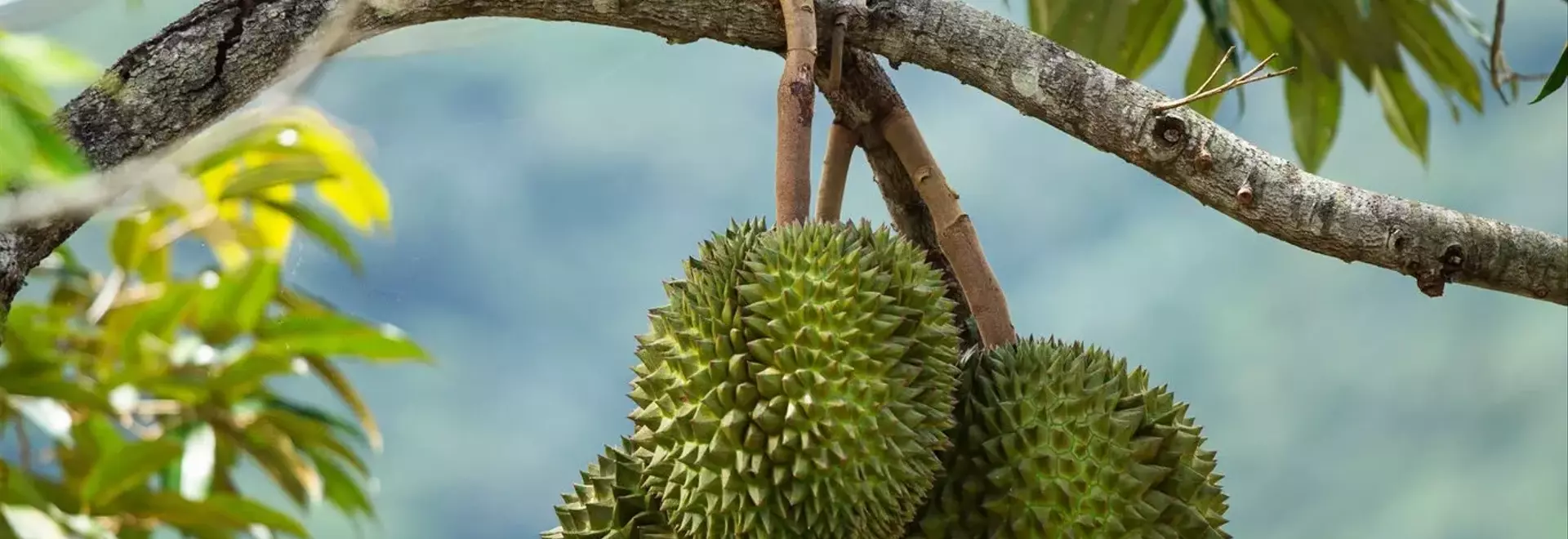 Durian Devotion: A Global Gathering in Puerto Rico's Rainforest