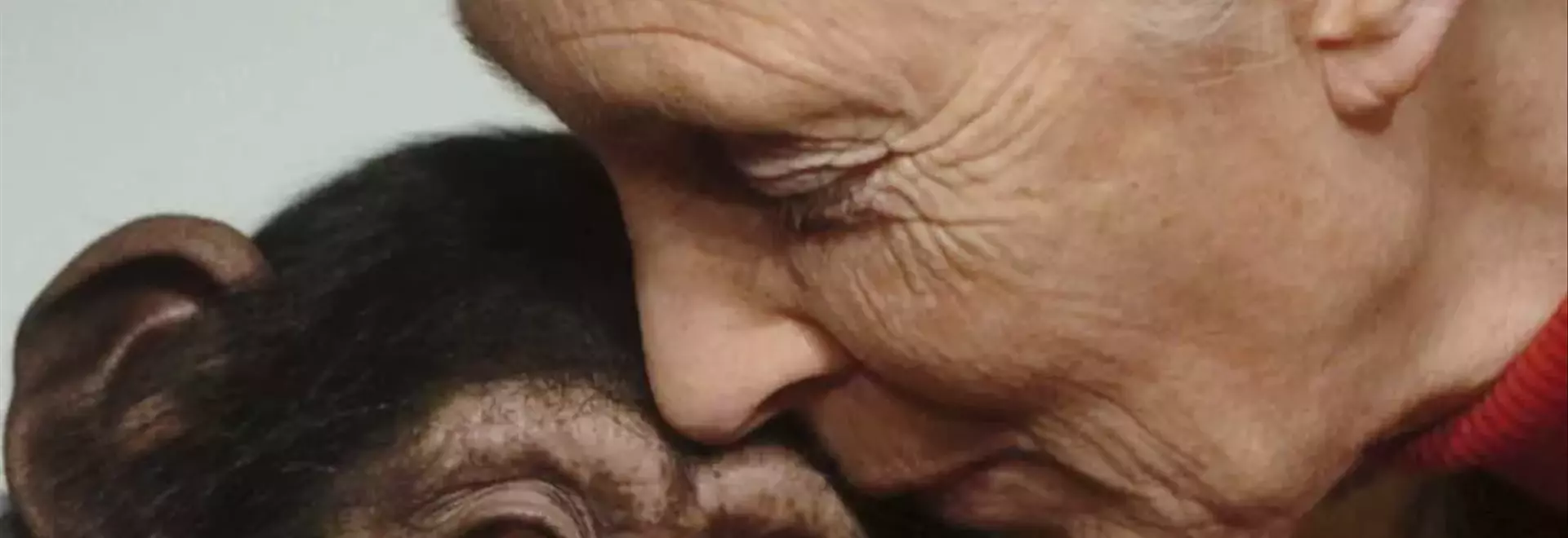 Jane Goodall's Legacy: Unveiling Humanity's Connection to the Animal Kingdom