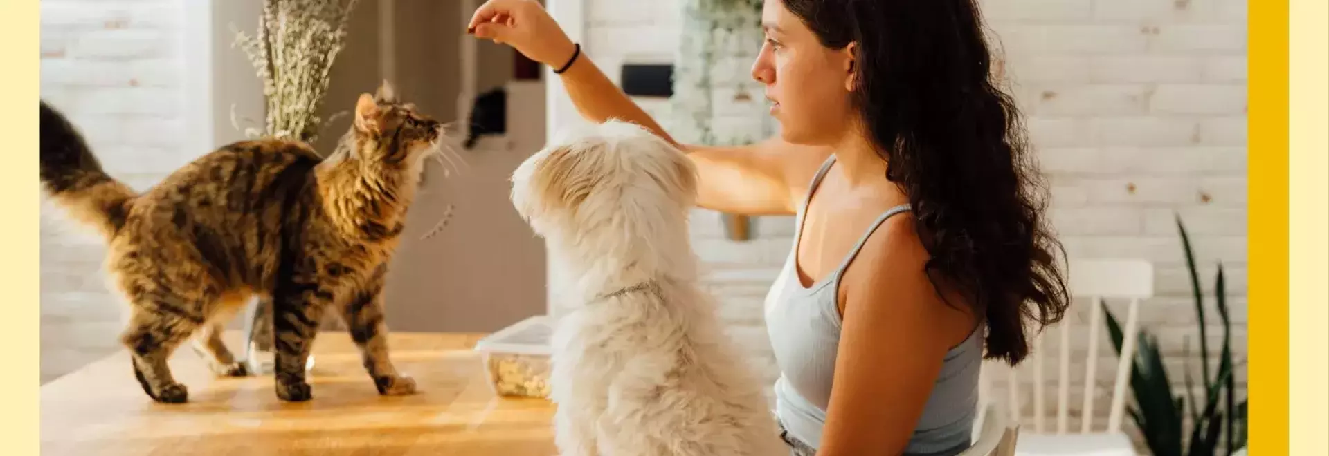 The 'Cat vs. Dog' Parenting Approach: Guiding Children Through Development