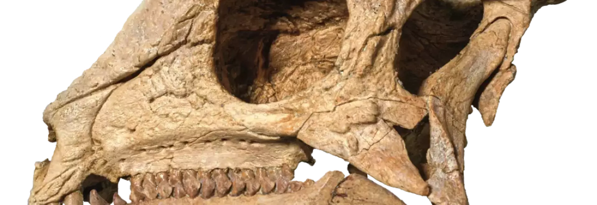 The Remarkable Discovery of Zavacephale Rinpoche: A New Perspective on Dome-Headed Dinosaurs