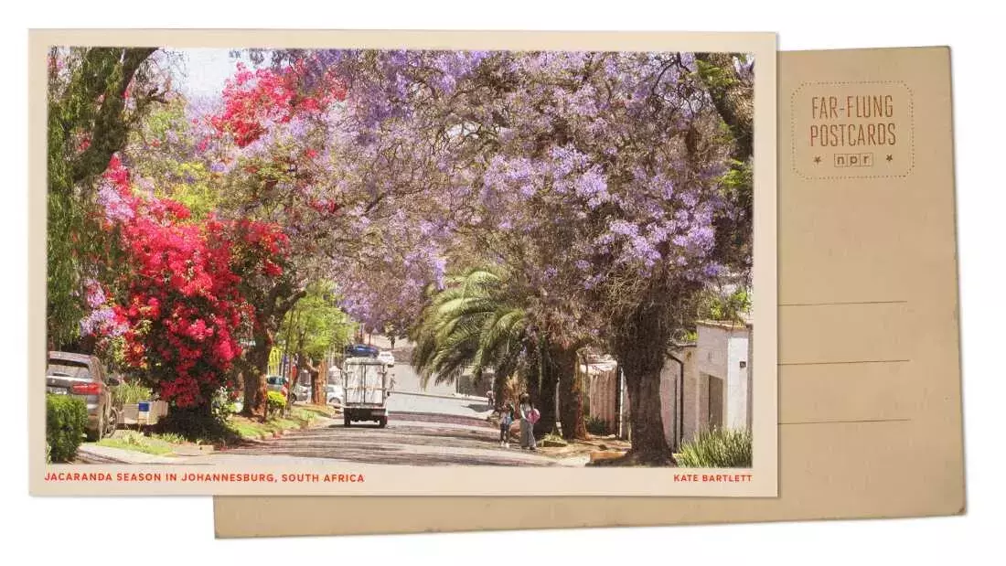 Johannesburg's Spring Transformation: A Jacaranda Spectacle