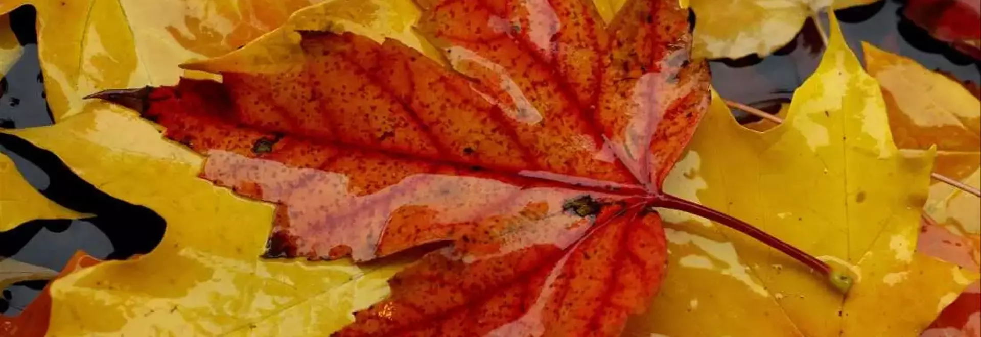 The Enigma of Autumn's Red Leaves: Scientists Divided on the Cause