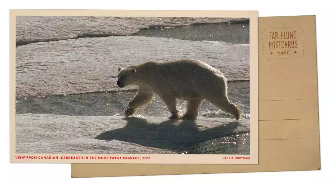 Arctic Expedition: Polar Bears Encounter Icebreaker