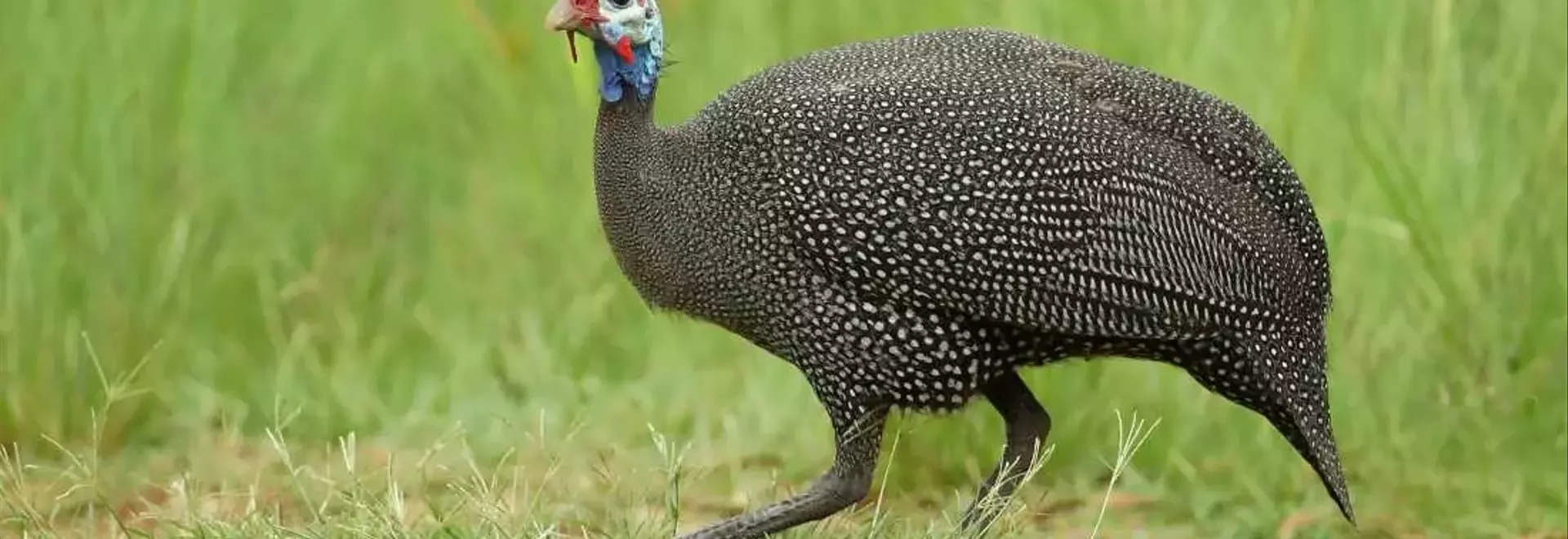 The Curious Journey of the Turkey: From Ancient America to Thanksgiving Tables and Everyday Expressions