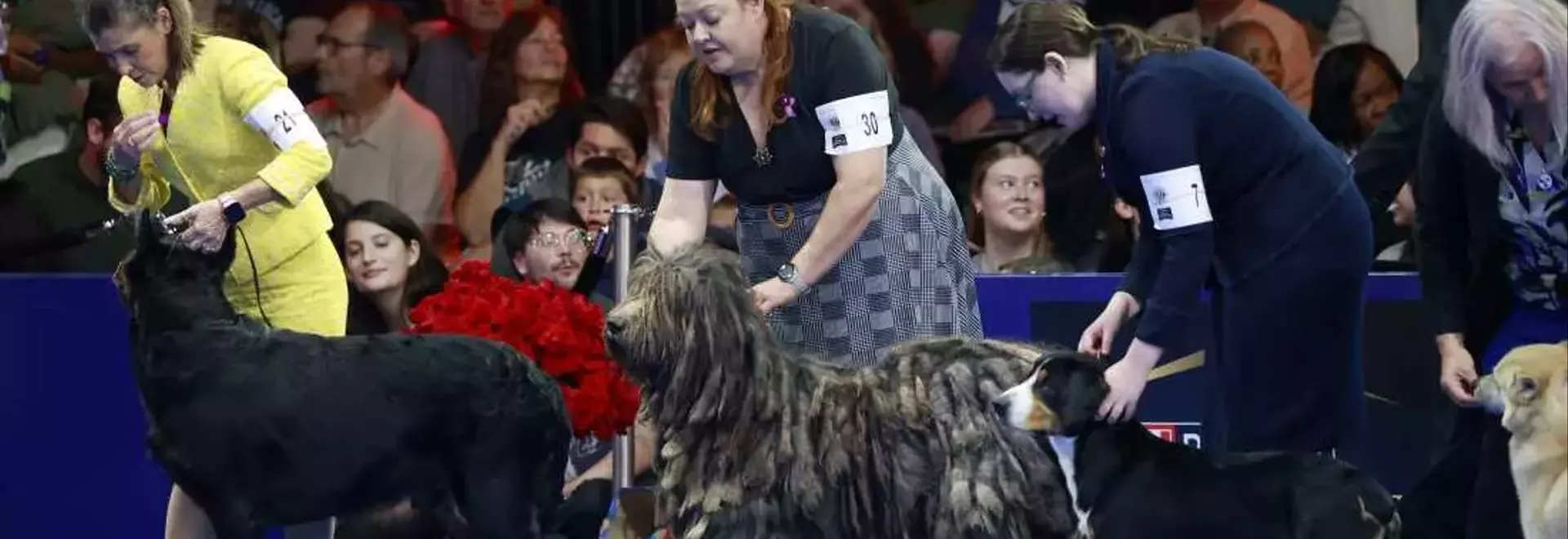 Soleil, Belgian Sheepdog, Crowned Best in Show at National Dog Competition