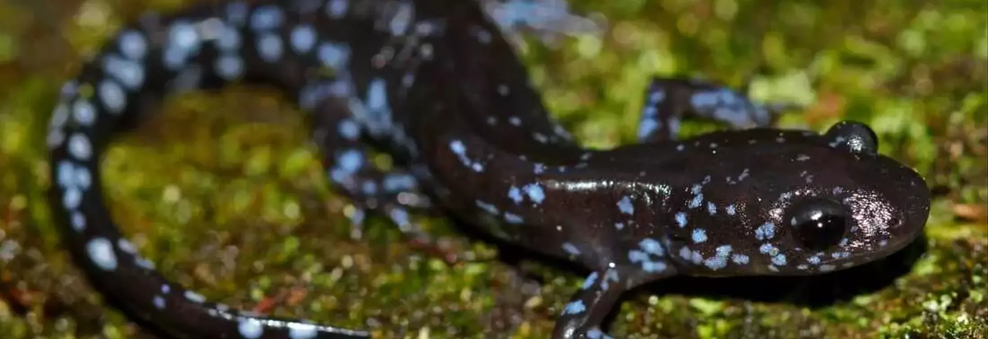Salamanders' Remarkable Cold Tolerance Discovered