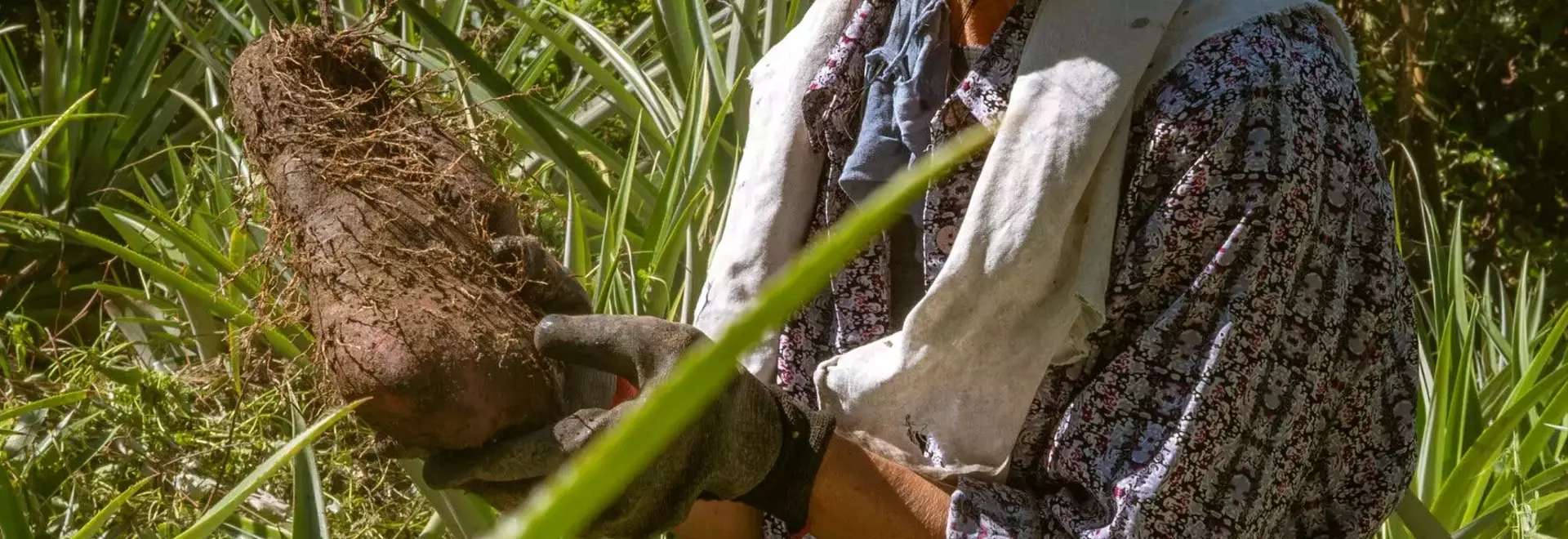 The Global Craze for Ube: Philippine Farmers Struggle to Meet Demand