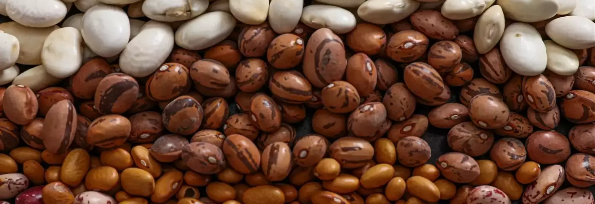 The Quest for the Flatulence-Free Bean: A Scientific Investigation