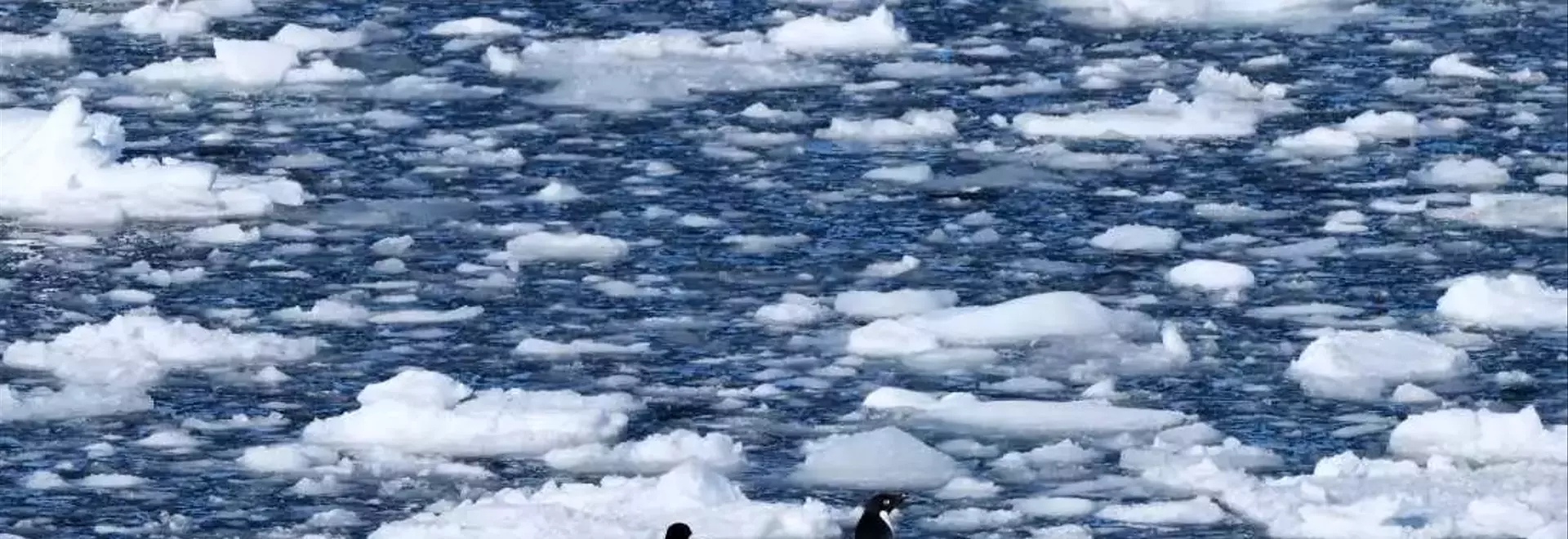 Climate Change Forces Antarctic Penguins to Breed Earlier