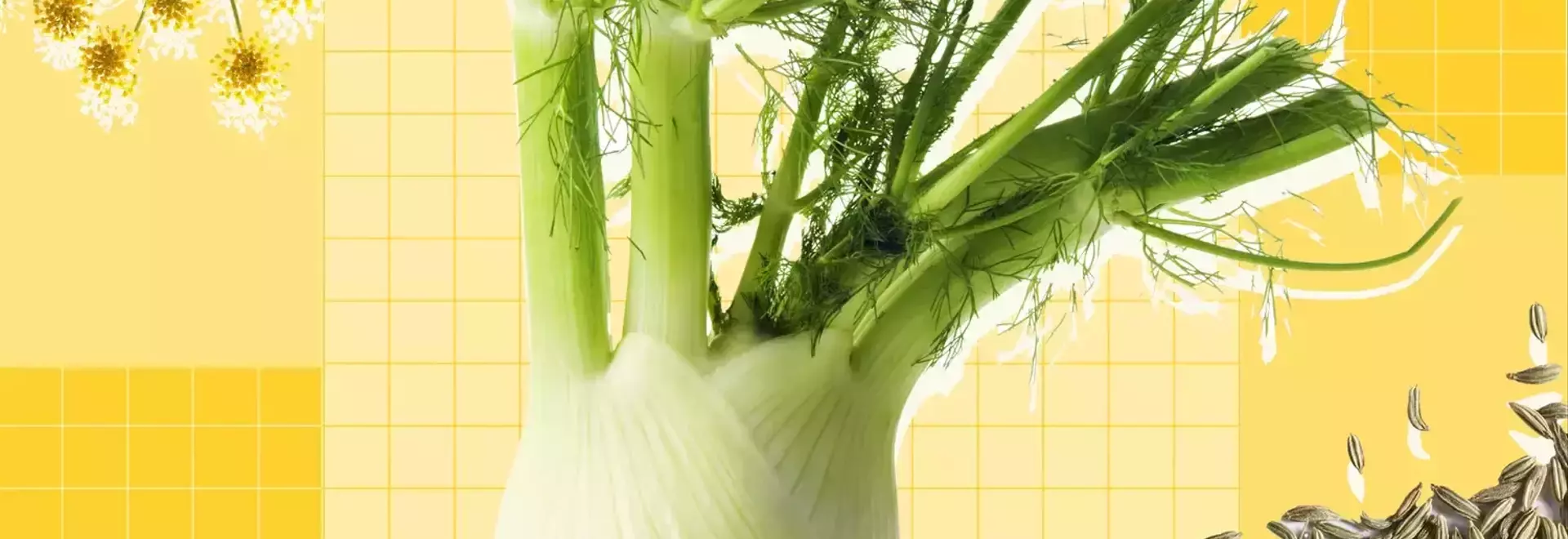 Exploring Fennel: A Culinary Guide to Its Versatility and Uses