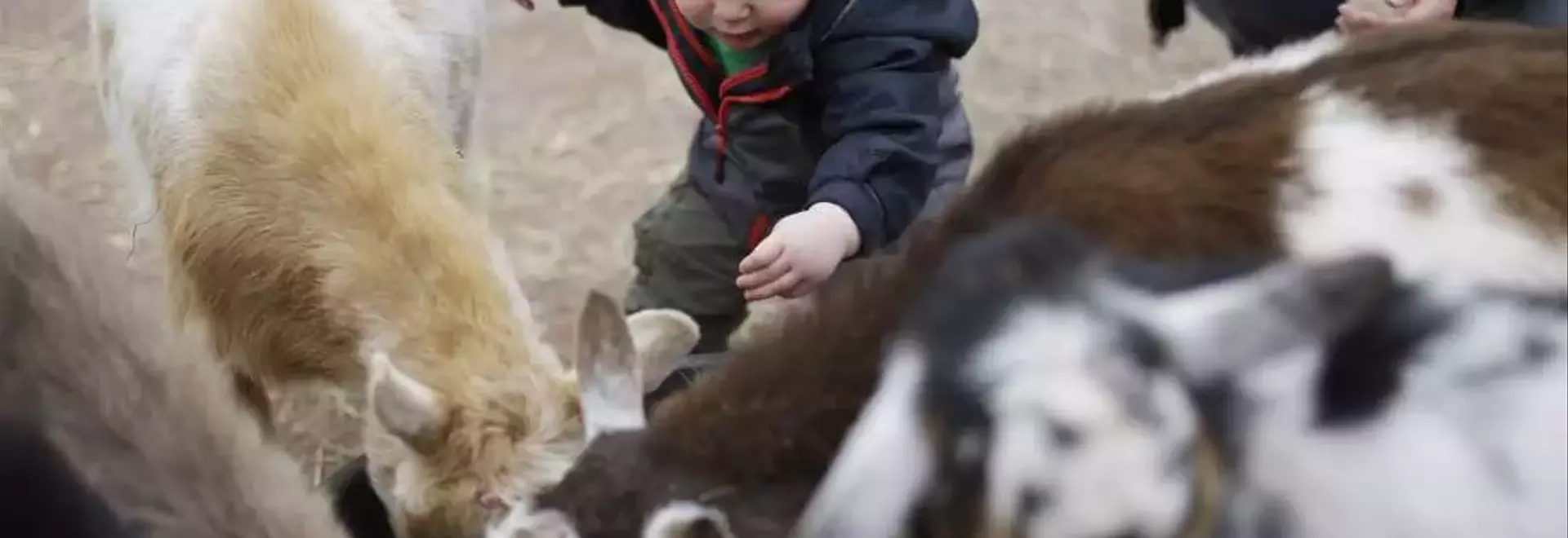 The Etymological Journey of 'Kid': From Goats to Children