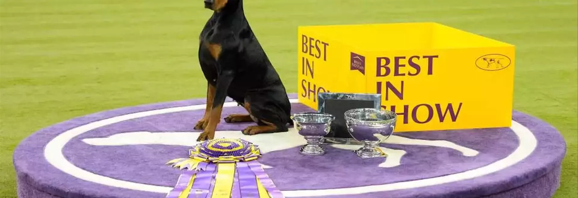 Doberman Pinscher 'Penny' Crowned Best in Show at 150th Westminster Dog Show