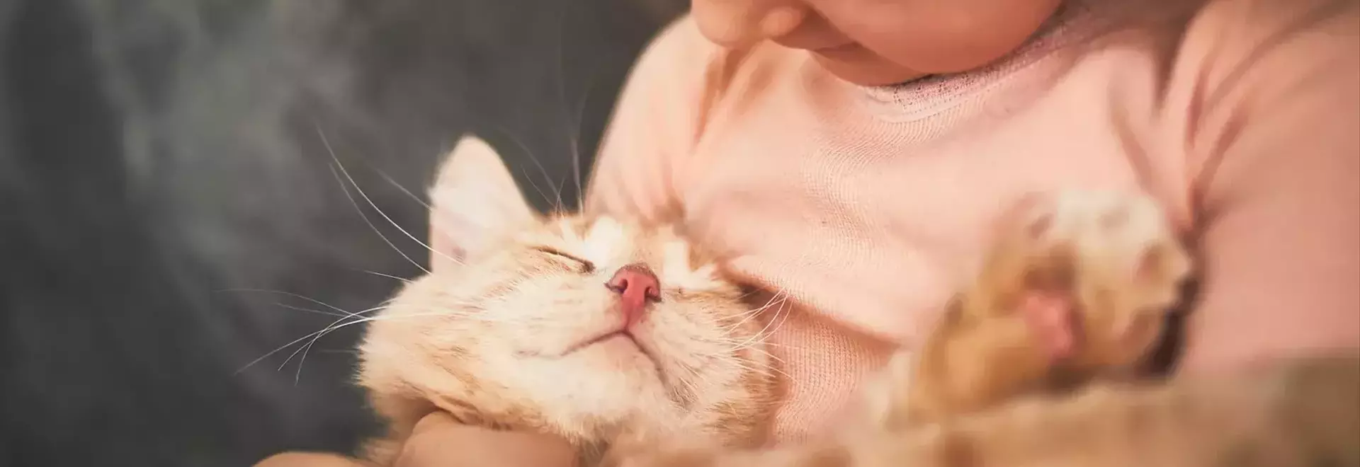 From Feline Focus to Family Harmony: A Parent's Journey with Pets and Child