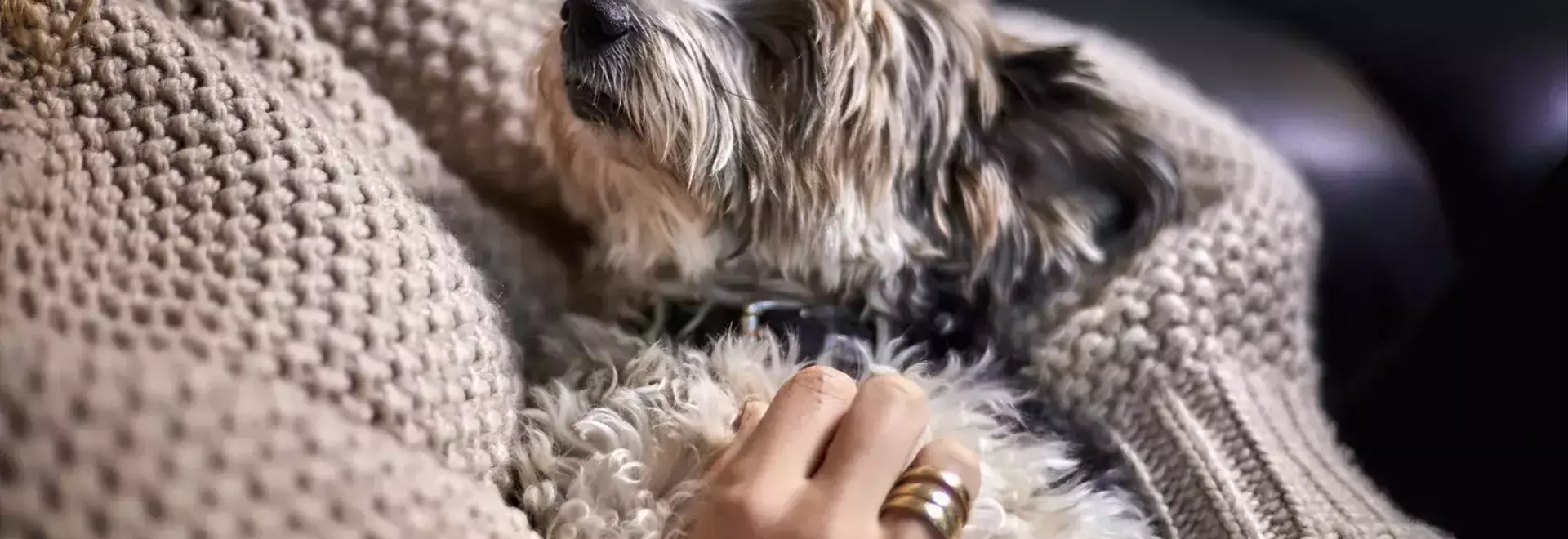 The Unseen Comfort: How a Yorkie Mix Navigated Empty Nest Syndrome with a Grieving Mother