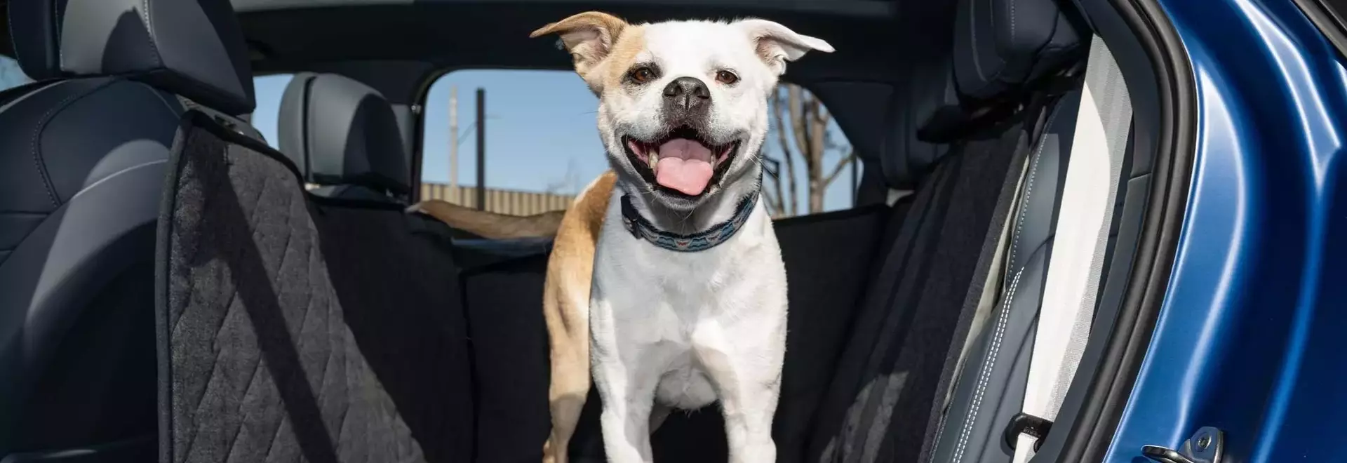 Bentley's Bespoke Pet Accessories Elevate Canine Comfort in Luxury SUVs
