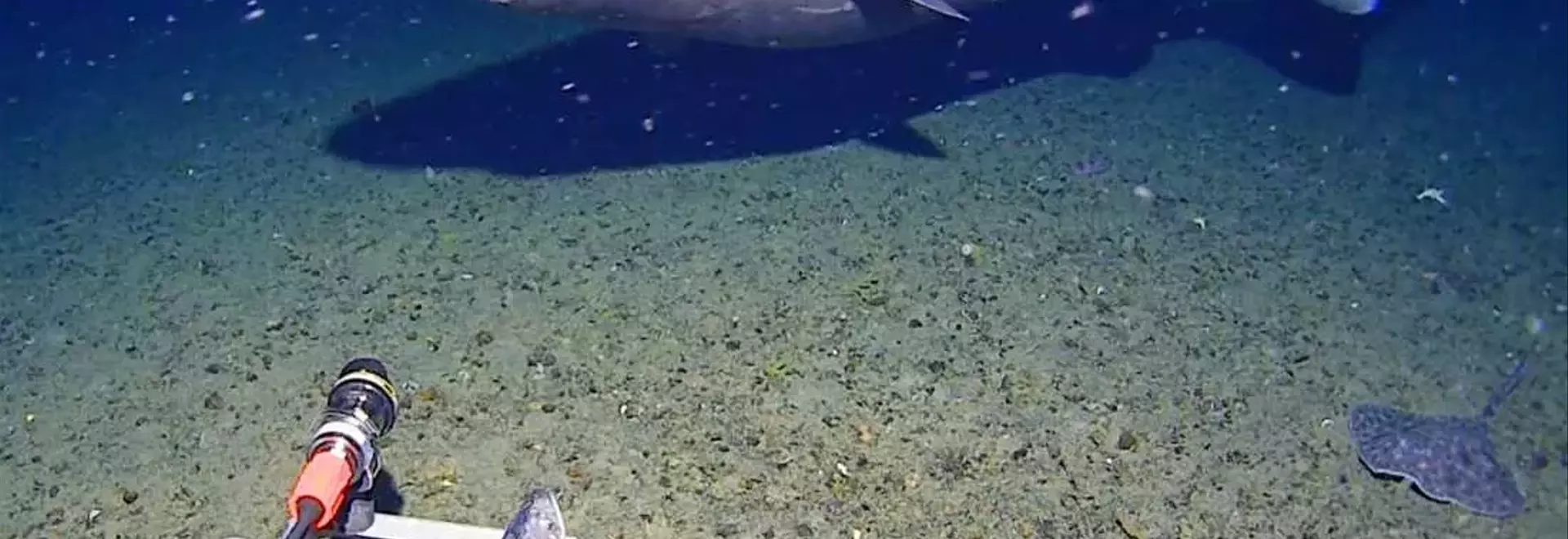 Rare Deep-Sea Shark Sighting in Antarctic Waters