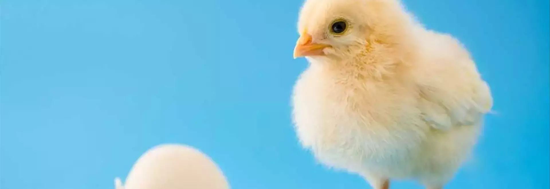 Chicks Show Innate Sound-Shape Connection Like Humans