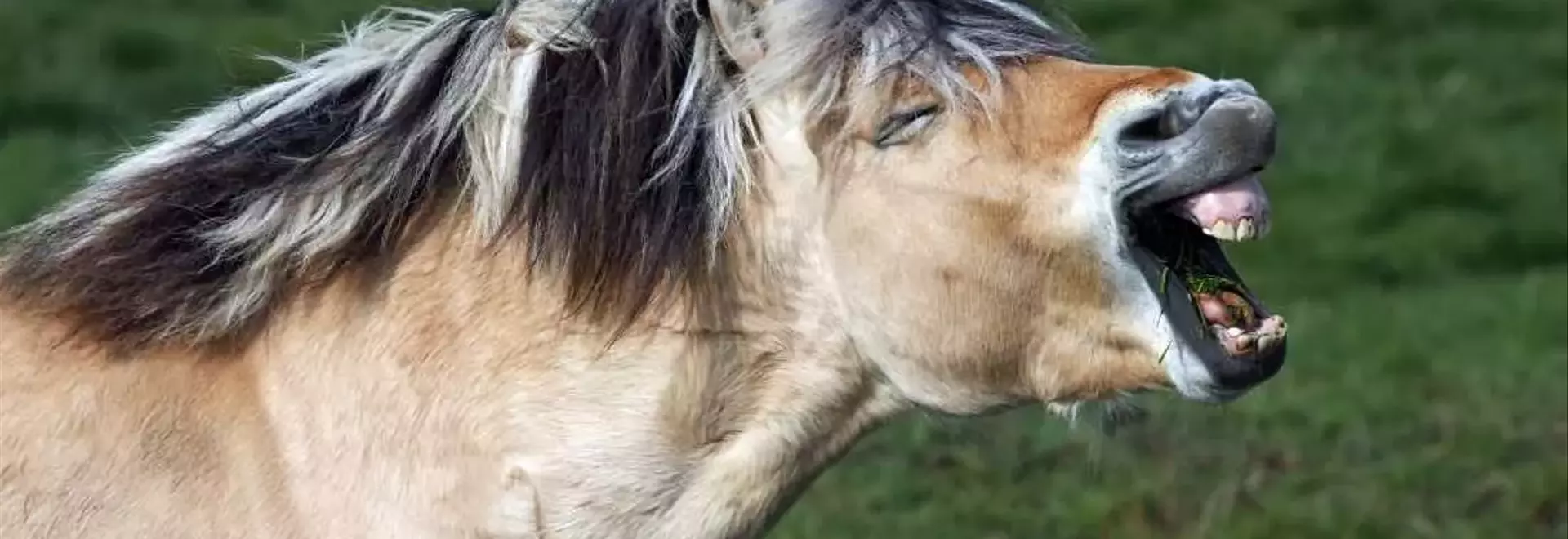Understanding the Bimodal Nature of Horse Whinnies