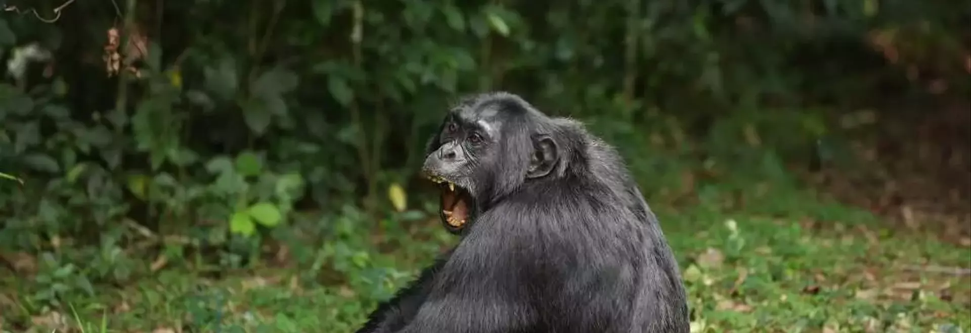 Chimpanzee's Diet of Fermented Fruit Offers Clues to Human Alcohol Affinity