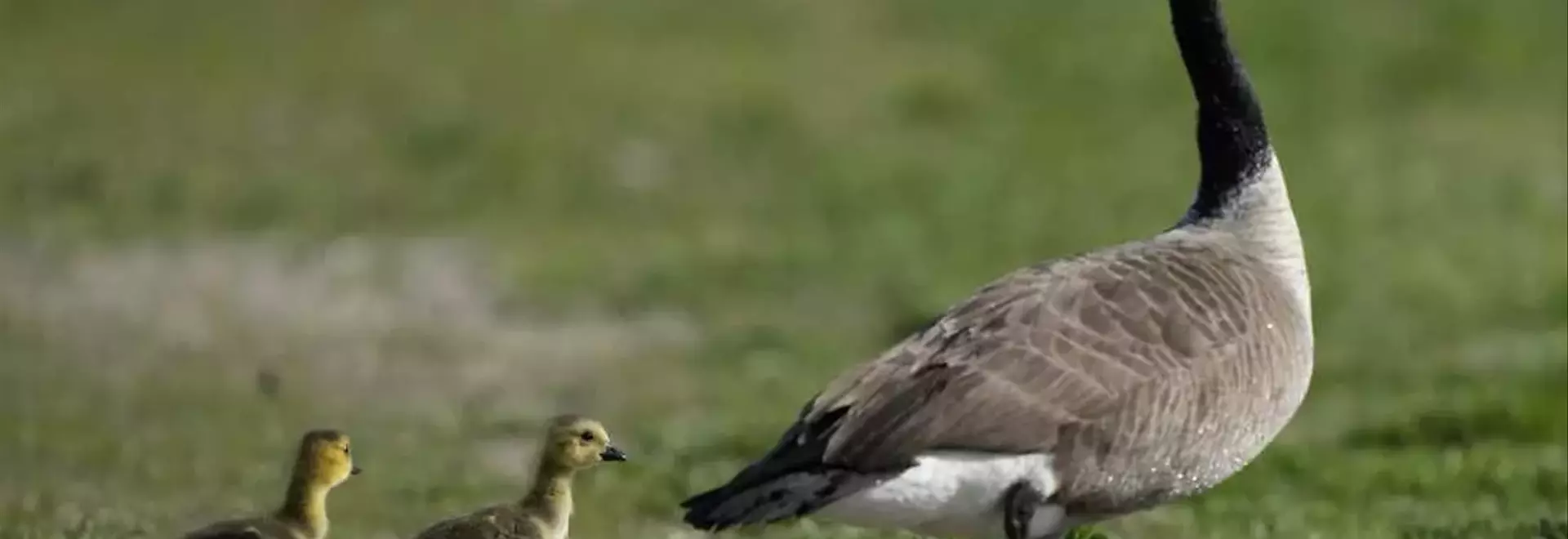 The Amazing Journey of Geese: Migration and Survival