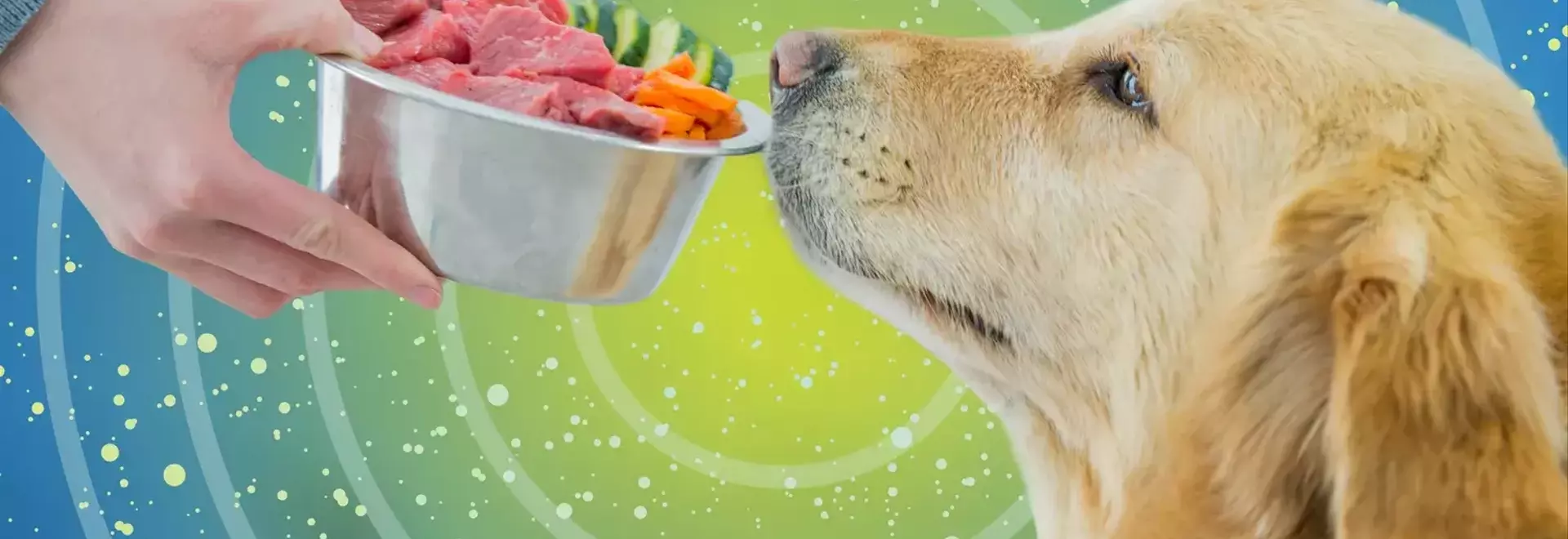 Fresh Dog Food: A Detailed Analysis of Its Benefits and Drawbacks