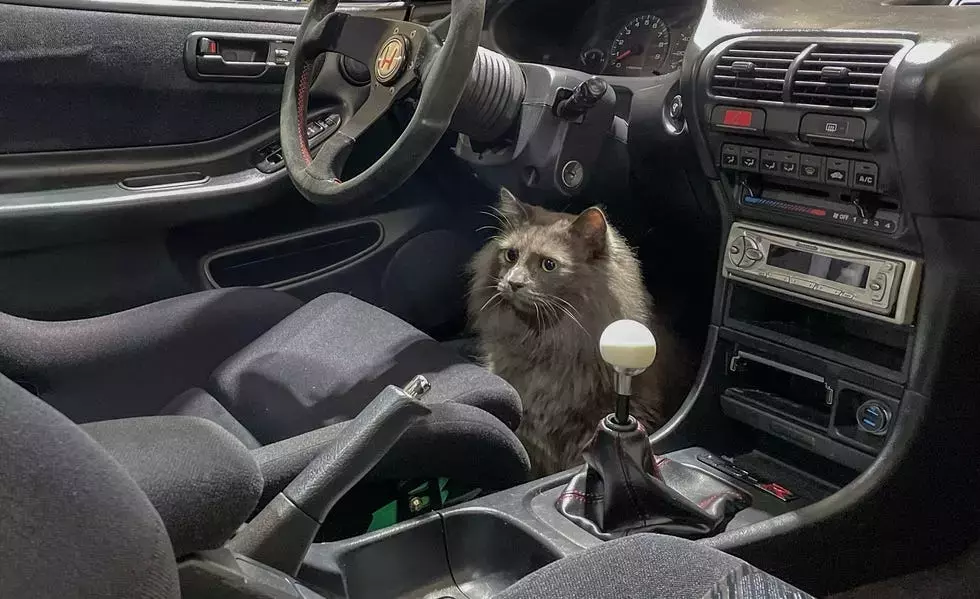 Car and Driver Staff's Beloved Pets