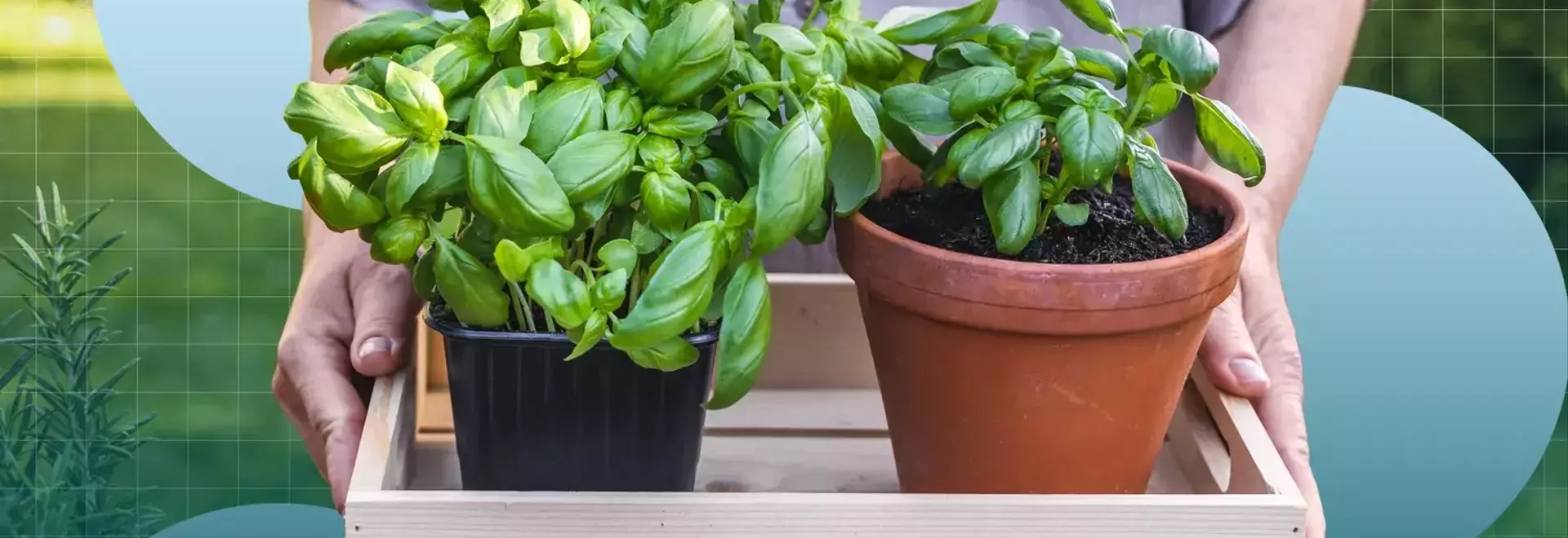 Cultivating Culinary Herbs: A Guide for Home Gardeners