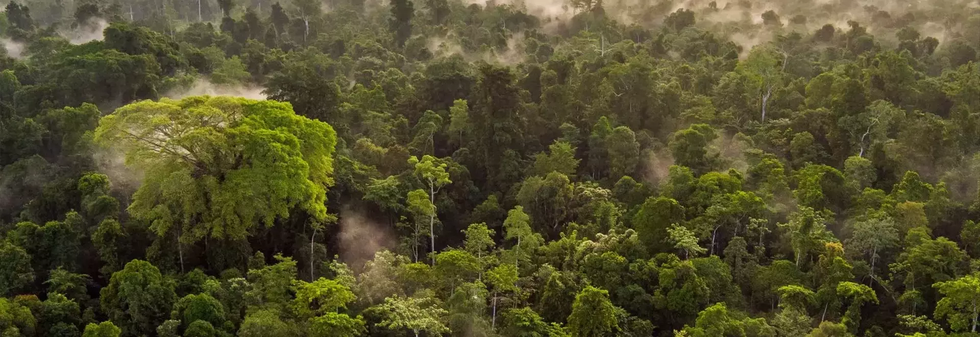 The EU Deforestation Regulation and the Future of Leather