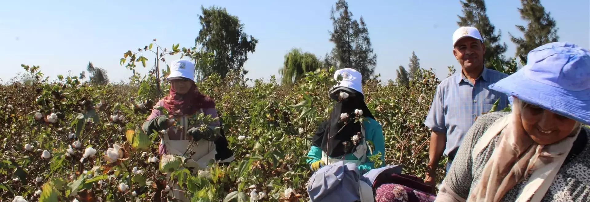 Egyptian Cotton: Weaving a Future of Traceability and Sustainability