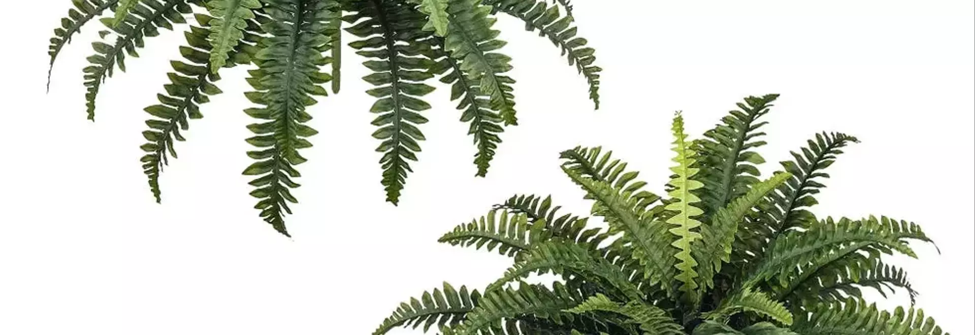 Top Picks: The Most Realistic Artificial Plants on Amazon