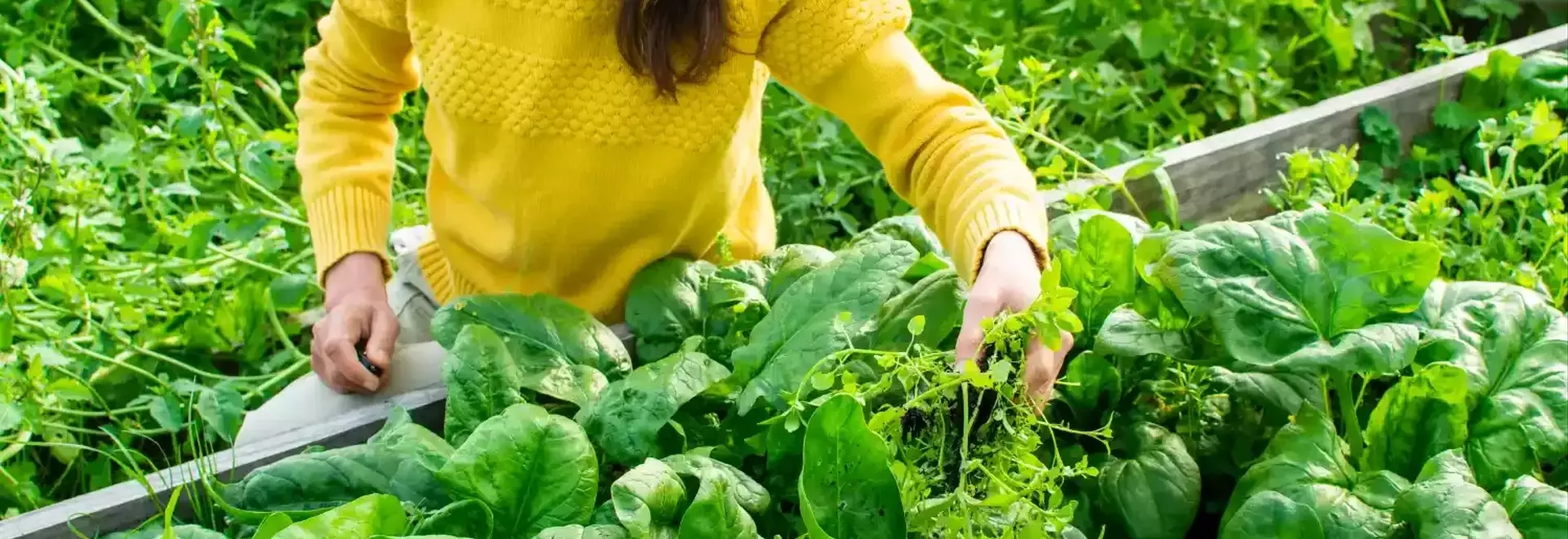 Extend the Shelf Life of Spinach for Enhanced Health Benefits