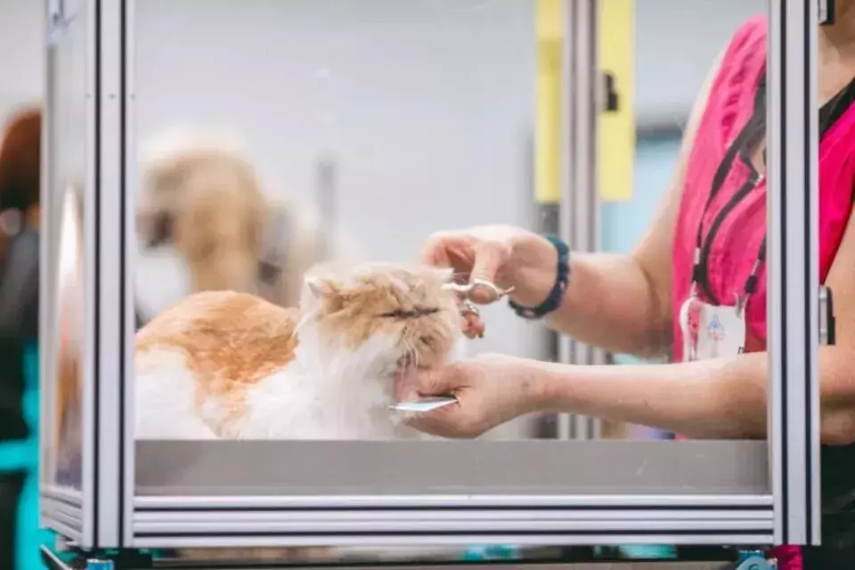 Petco's Strategic Revival: A Promising Prospect for Value Investors