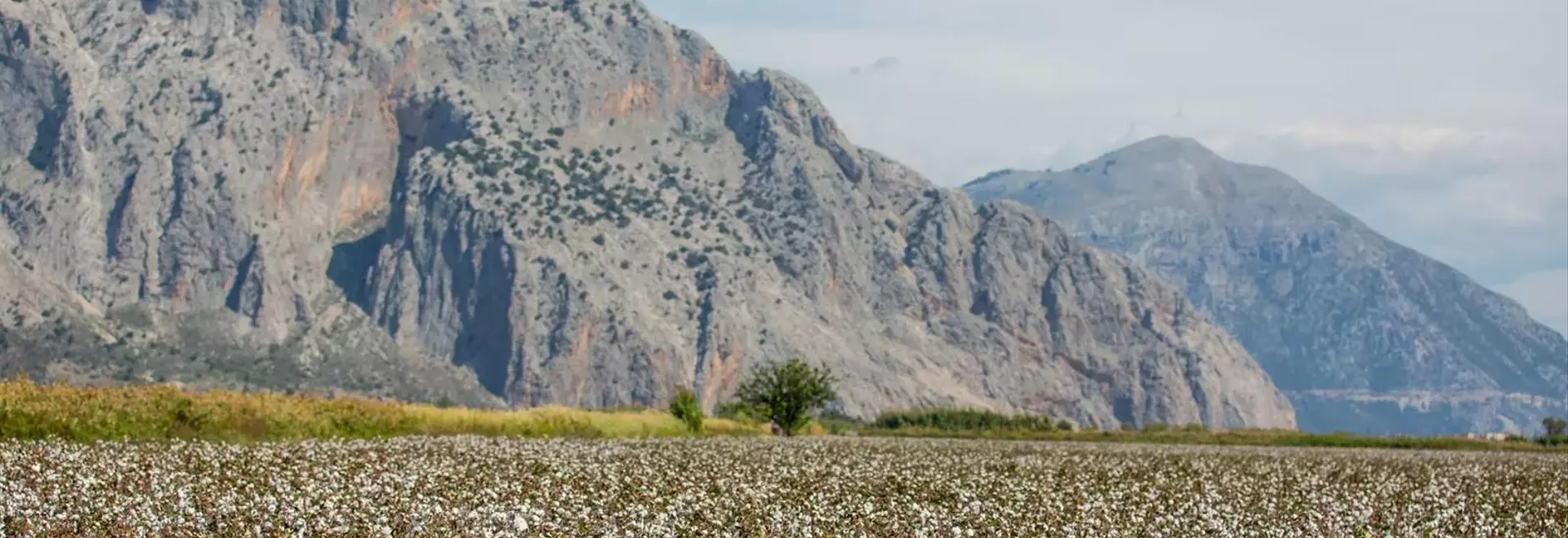 The European Cotton Revival: A Sustainable Luxury Trend