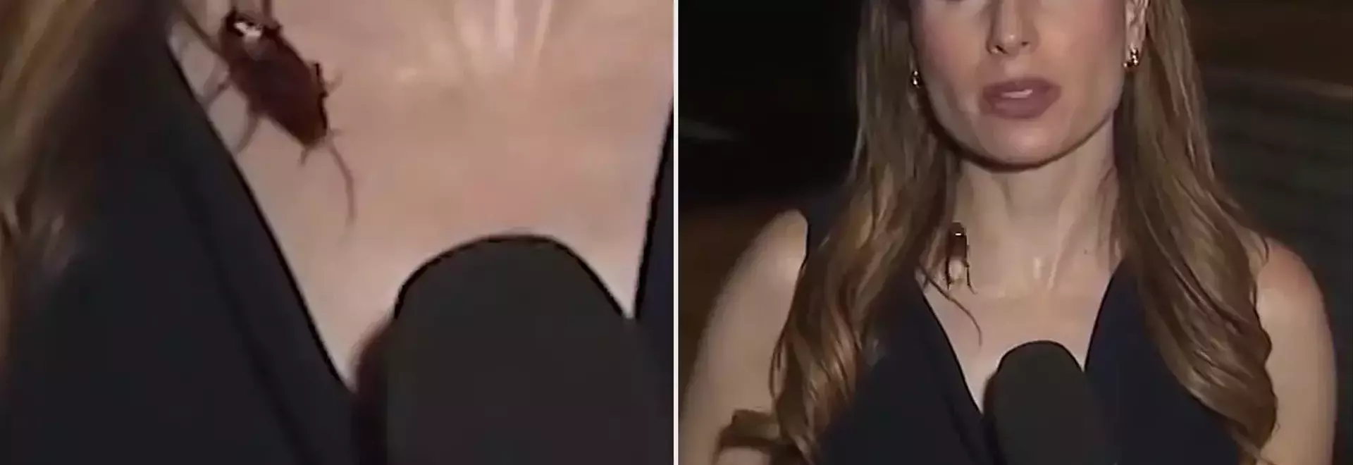 Unflappable Reporter's Cockroach Encounter Goes Viral