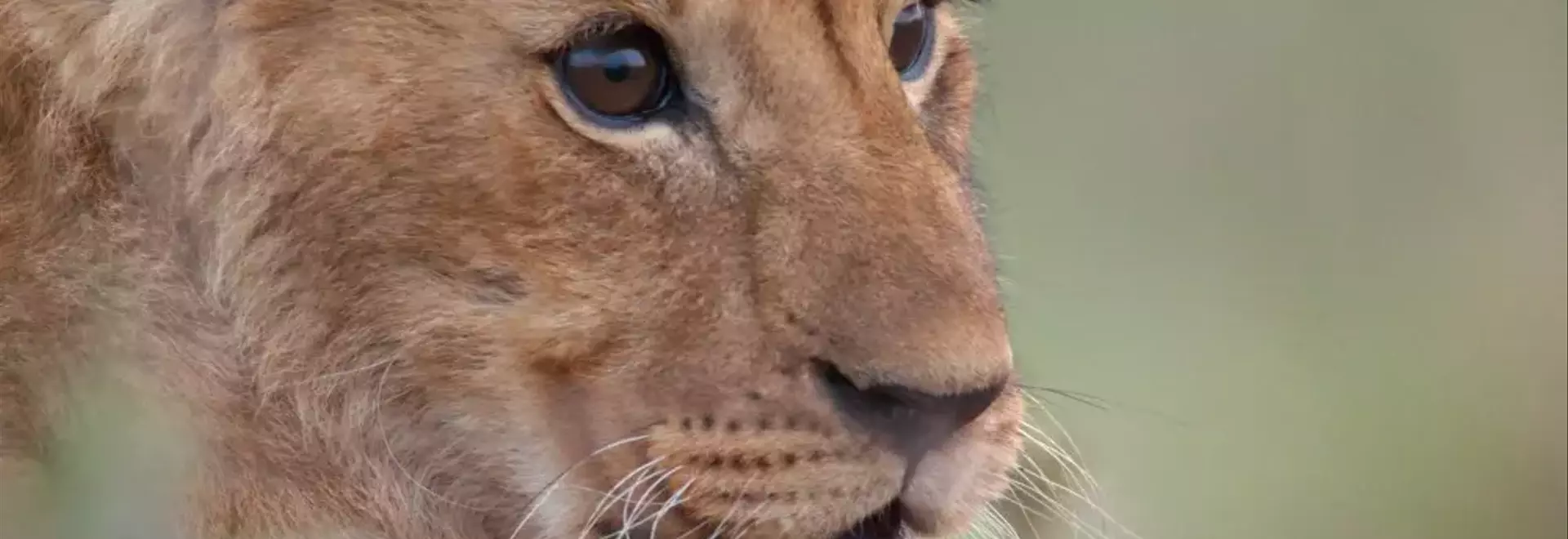 Jon Favreau's Harrowing Journey into Wildlife Documentary with National Geographic's 'Lion'