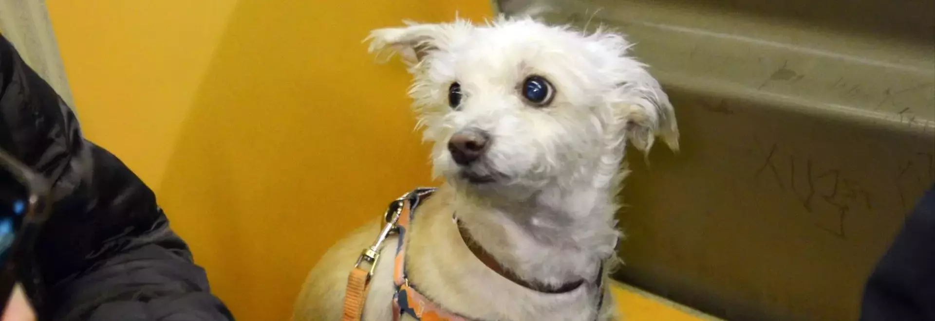 Canine Companions: Dogs Navigating the NYC Subway