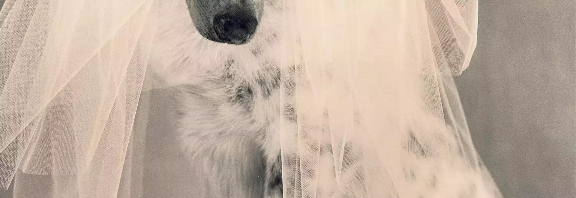A Whimsical Canine Wedding: Revisiting 'Puppy Love' from Vogue's 1998 Archives