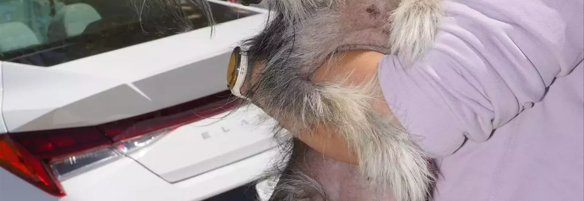 The Charm of the Unconventional: Celebrating the World's Ugliest Dogs