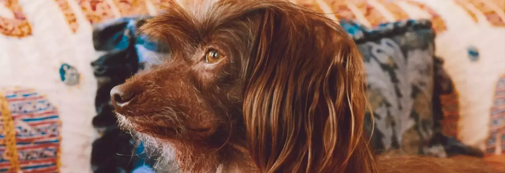 Lena Dunham and Her Beloved Canine Companions: Ingrid and Cornichon