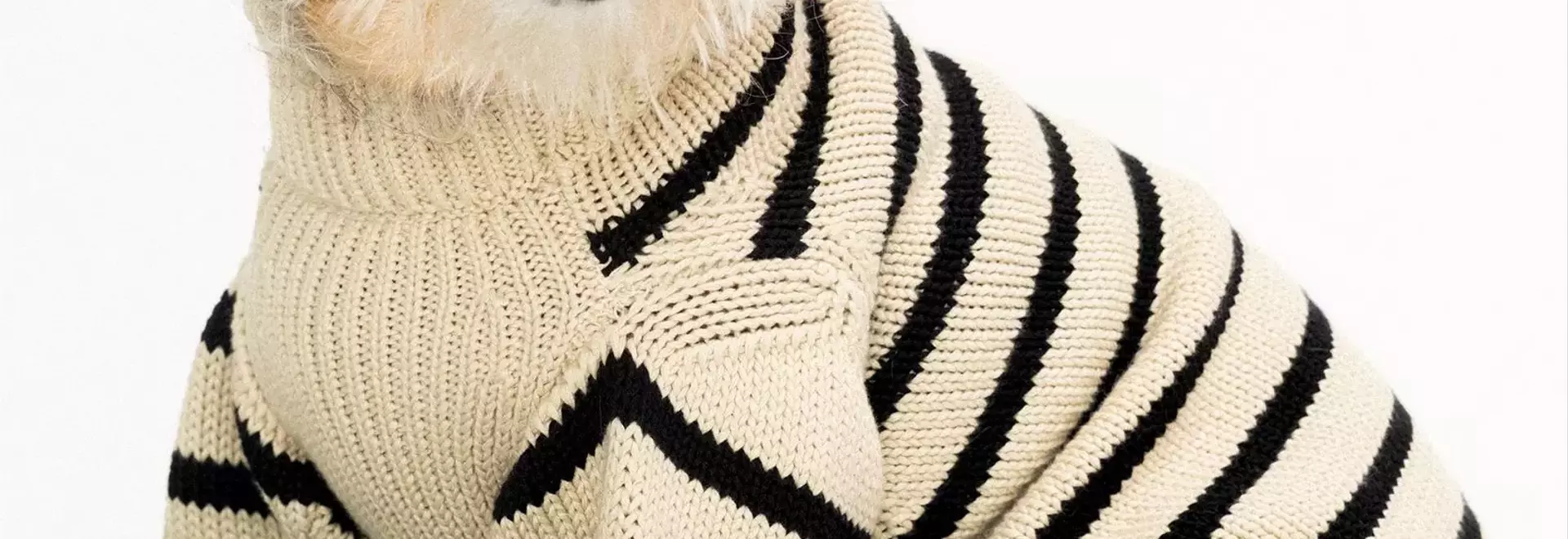 Behind the Scenes of a Star-Studded Canine Photoshoot