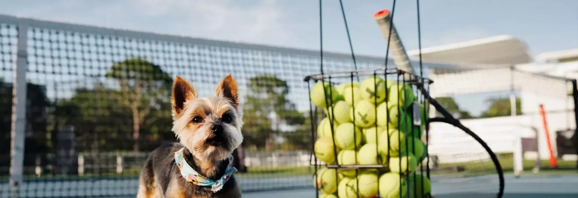 Serena Williams's Canine Companion: The Unbreakable Bond with Chip